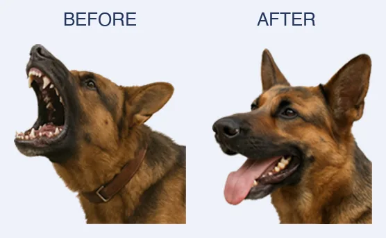 Before and after: barking dog becomes calm after NoBark Ultra training