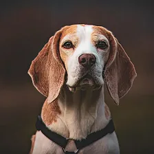 Beagle whose barking was corrected with NoBark Ultra