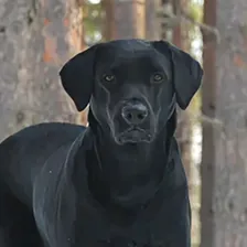 Black Labrador that stopped pulling on the leash