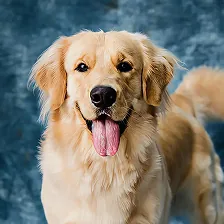 Golden retriever that stopped jumping on guests